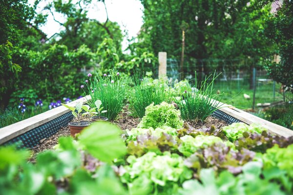 Hochbeet mit frischen Salat- und Gemüseanpflanzungen in einem grünen Garten.